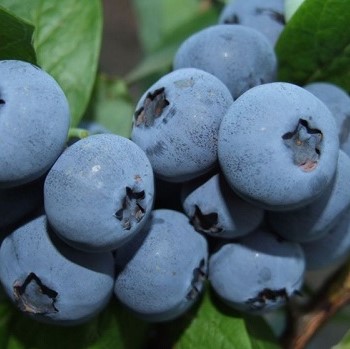 Голубика высокорослая Блюкроп